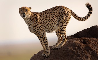 Cheetah Steady v5