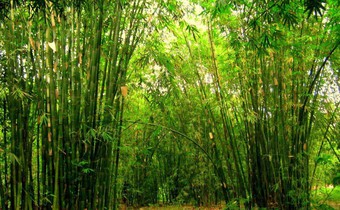 Paradox of Bamboo